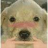 CACHORRINHOS 11