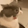 Reações gatos 14