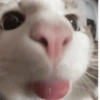 Gatos raros 5