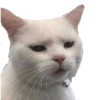 Kucing 27