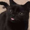 Cats (2/4) 9