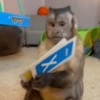 Monkey meme 🐒⭐ 23
