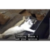 Cats 6