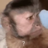Monkey meme 🐒⭐ 5