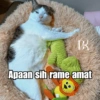 Bobby Kucing Prabowo 🐱 9