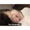 Tes chingando