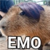 Capybara  6
