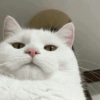 Memes de Michis🐱 10