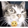 Cats (2/4) 8