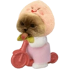 Funny cat memes 9