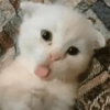 Gatinhos fofos 12