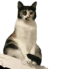 Kucing 25