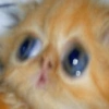 Cats (1/4) 16