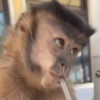 Monyet monkey 9