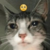 Gatinhos reagindo 10