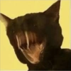 Gatos negros muy negros 18