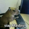 Capybara  10