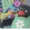 Pingüino penguin 😎 15