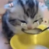 Грустные коты 2 12