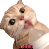Kucing 26