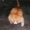 Random quby y cats 19
