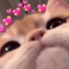 Gatos cura depresión😻 11