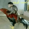 raros 24