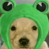 CACHORRINHOS 12