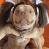 Perritos Moods🐕🦴 19