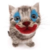 Gatinhos reagindo 16