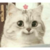 Gatinhos reagindo 14