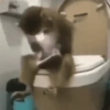Monyet monkey 19