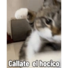 Michis Caóticos🐱 2