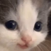 Cats (2/4) 22