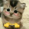 Gaticos 🥺🩷😍 3