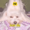Hi!angel - Pets Edition 2.0 8