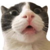 Kucing 28