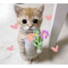 Gatinhos reagindo 21
