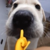 CACHORRINHOS 8