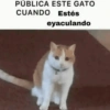 Gatos publicables 6