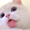 ➳ gato ⊱😽⊱╮
bit.ly/angels-69 25