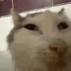 Gatos 6