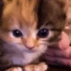 Gatitos. | @ocenferios  Haki. 5