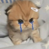 Gaticos 🥺🩷😍 4