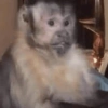 Monkey meme 🐒⭐ 27