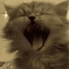 Gatos 11