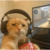 Cat cute  16