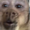 Monkeys 6