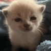 Gatitos. | @ocenferios  Haki. 5