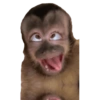 Monyet monkey 15